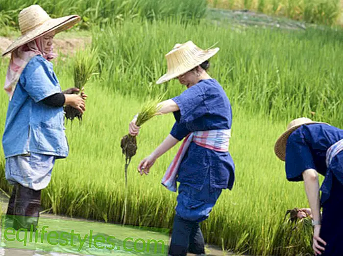 Reis anpflanzen in Chiang Mai