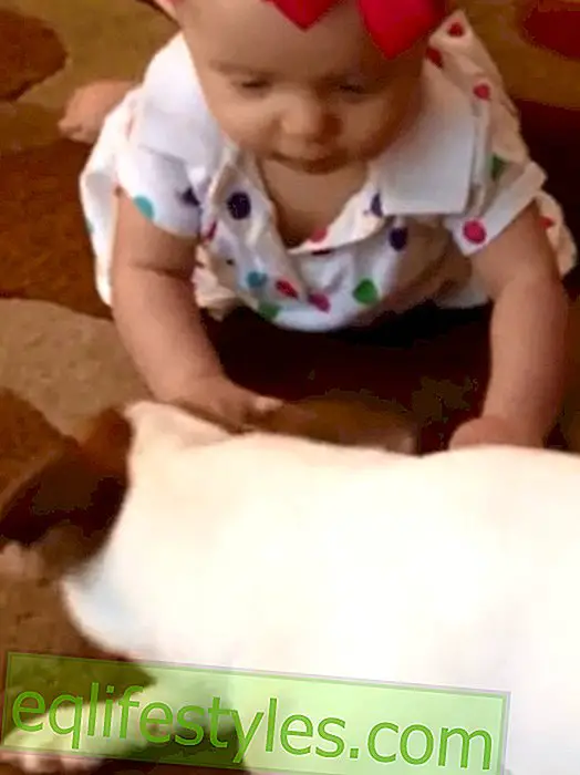 생활 - 이 비디오 : 개는 아기에게 크롤링하는 방법을 보여줍니다