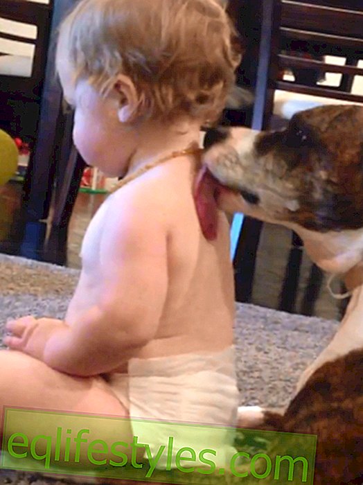 달콤한 비디오 : 개는 아기를 핥는