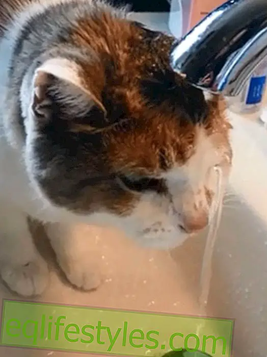 vie: Vidéo amusante: un chat boit toute sa tête sous l'eau