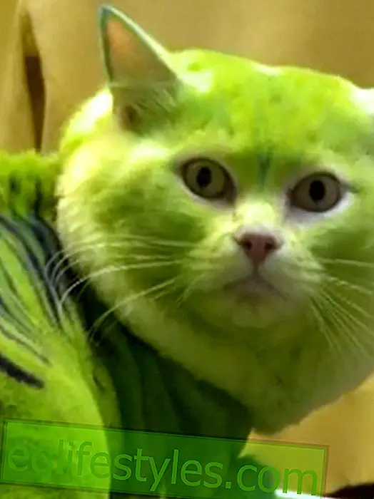 Terrible trend: animals are styled and repainted