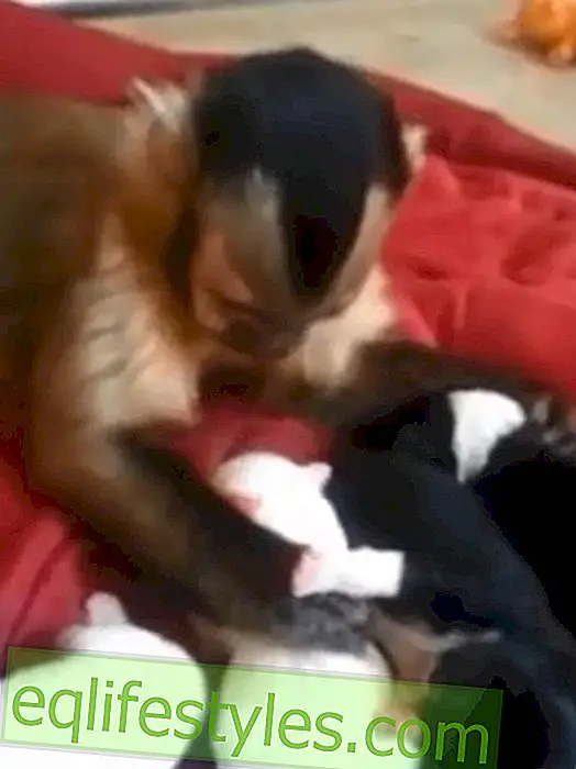 Video: Majmun se brine o štenadima
