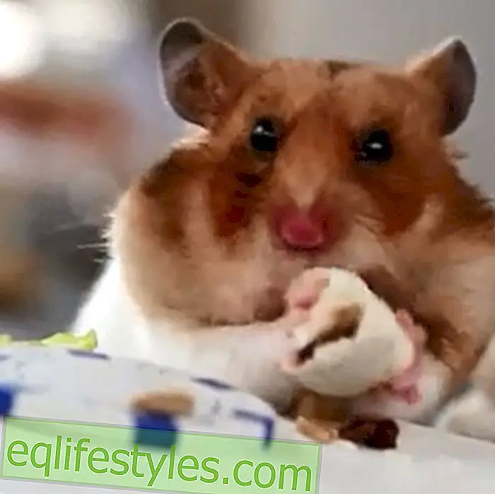 livet - Lille hamster spiser ørsmå burrito-video