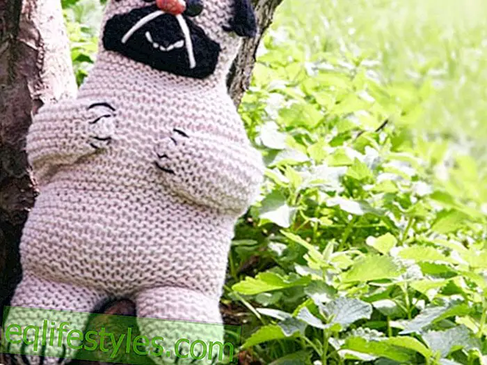 Knitting instructionsMops knit: Instructions for knitting pug