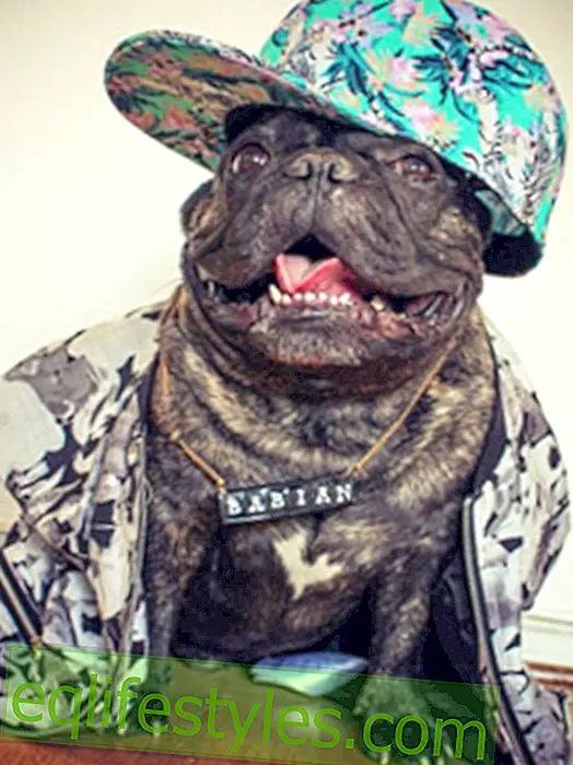 Animal chic: Bulldog tekee uran mallina