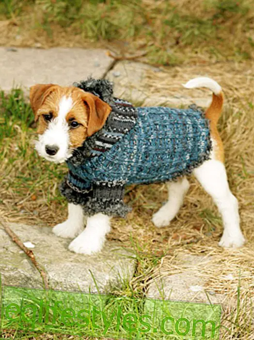 DIY: How to knit a dog sweater