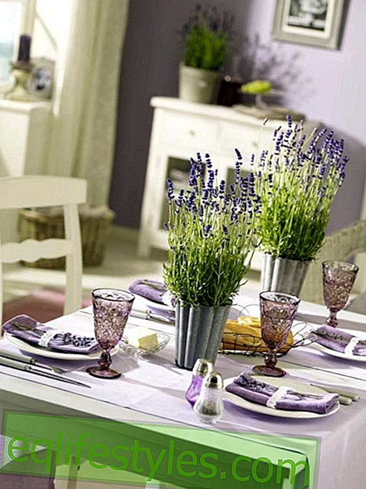 Laventeli: pöytä, jossa laventeli kuoppia