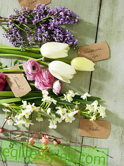 live: Spring bouquet of tulips, ranunculus and lilac