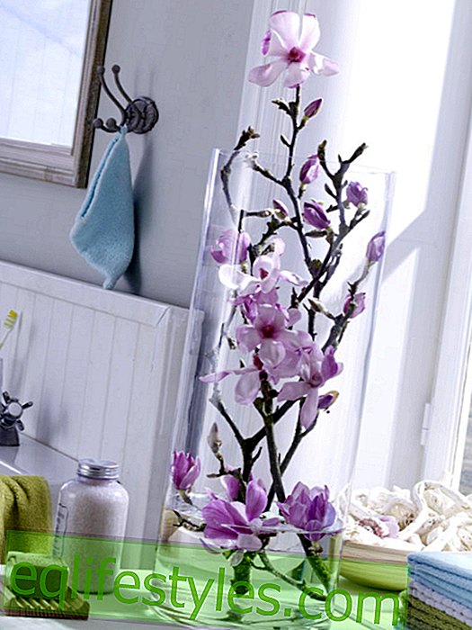 live - Magnolias in the glass vase