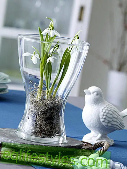 Snowdrops planted in the glass vase