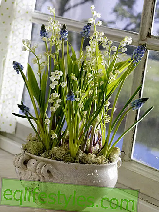 Lily of the valley in the planting bowl