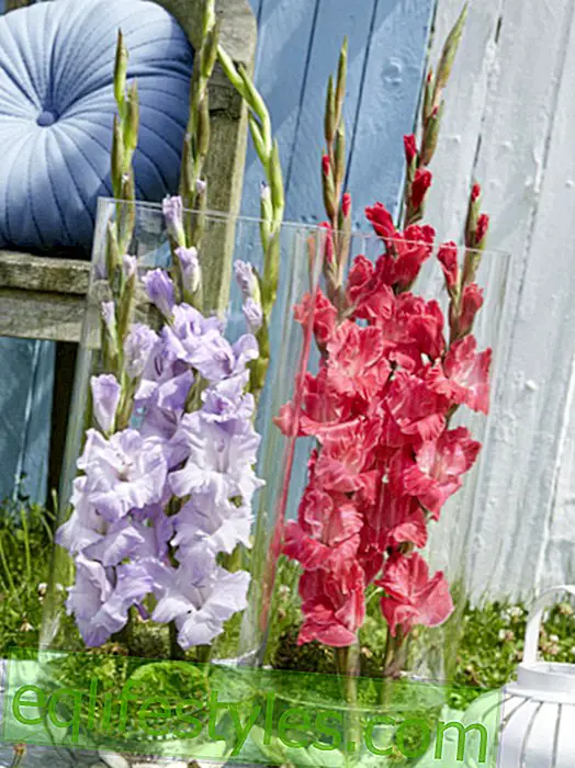 Colorful graces: gladioli thrice different