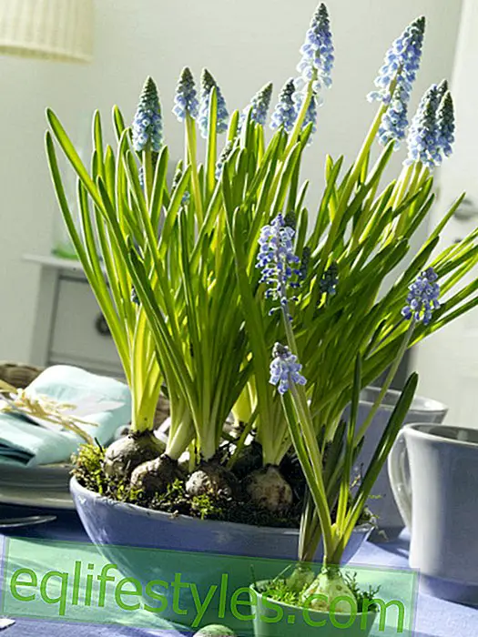 live - Pearl hyacinths in cereal bowls