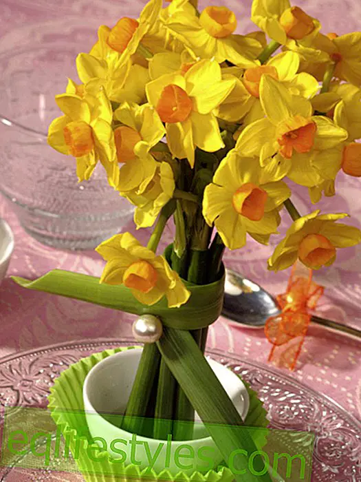 live - Mini daffodils