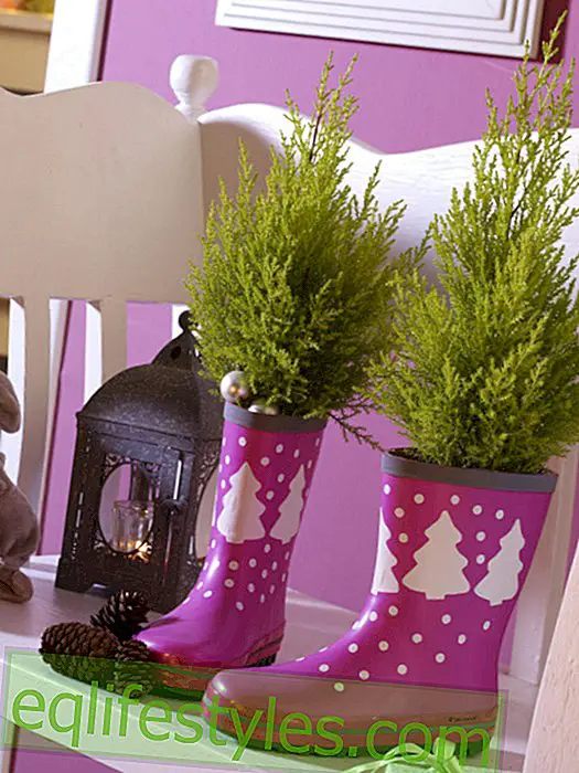 Planted rubber boots for Santa Claus