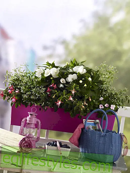 live - Fuchsia decoration: decorate with fuchsia