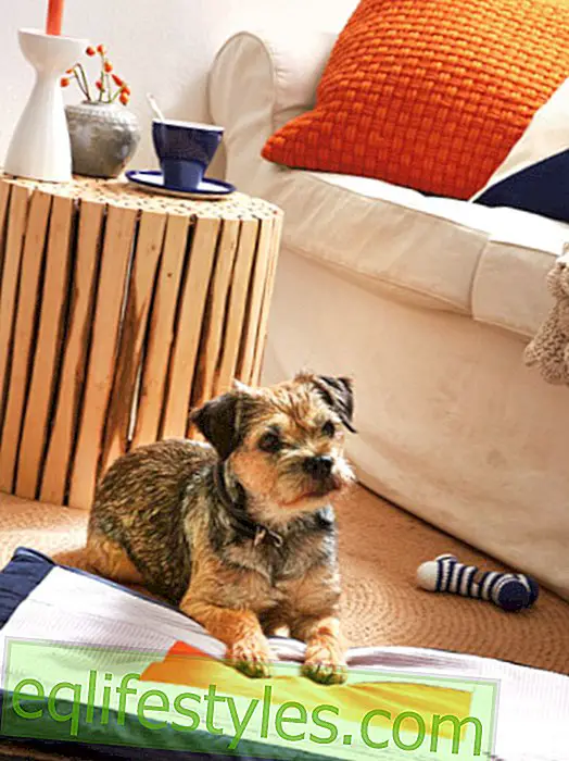 DIY ιδέα: οδηγίες για κουβέρτα σκυλιών