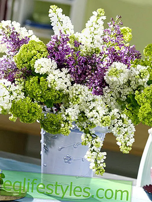 Bouquet of different lilacs