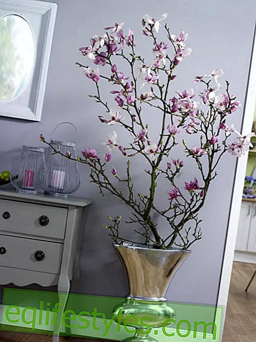 Ramo della magnolia in vaso del suolo
