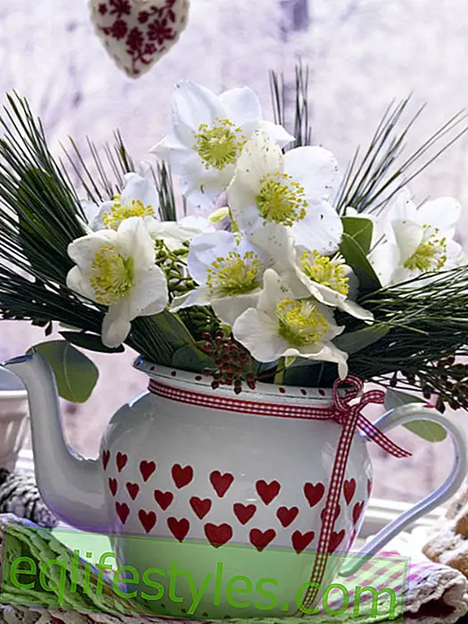 Enamel jug with hearts and Christmas roses
