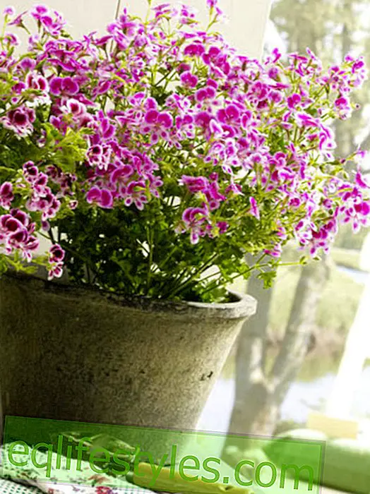 How to Winterize Geraniums - Helpful Hints