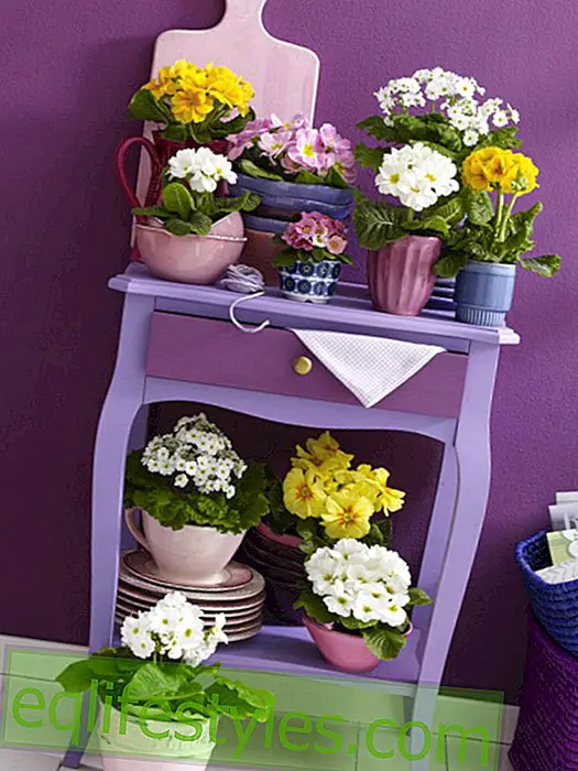 Chest of drawers with primula arrangement
