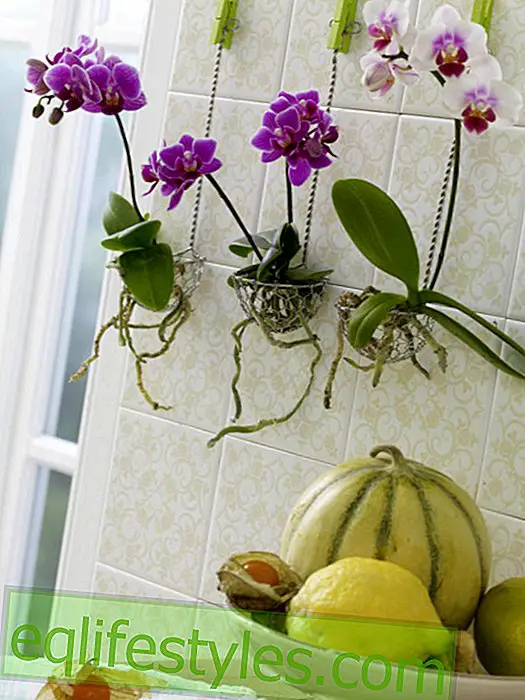 Orchids in wire baskets