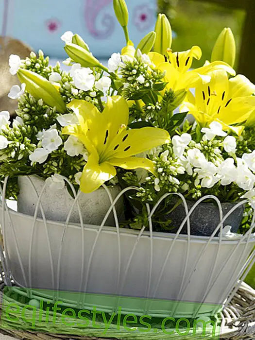Лилии и флокс в кутията за цветя