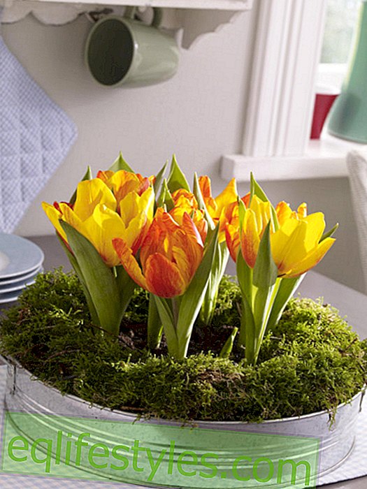 live: Tulips on tray