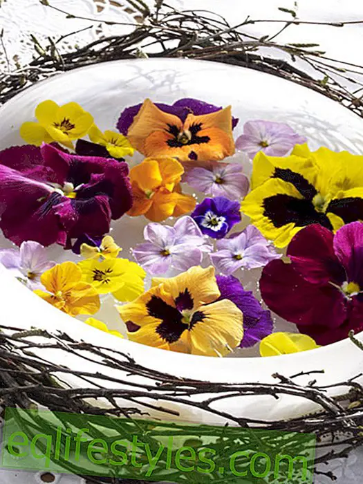 Floating Stiefm  tterchen blossoms in the glass bowl