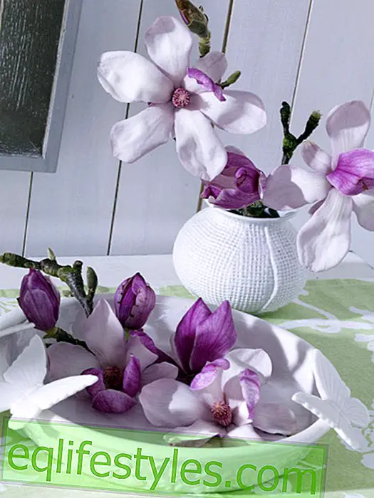 Mala zdjela cvjetova magnolije