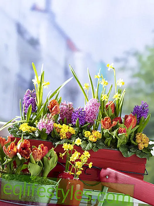 ζω: Μπουκέτο μπαλκόνι με μοβ άνθη