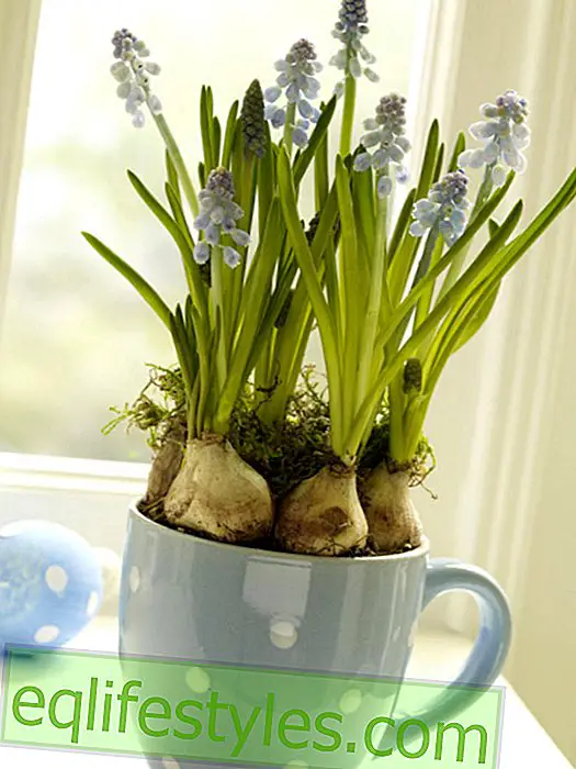 live: Easter: Pearl hyacinths in the pot