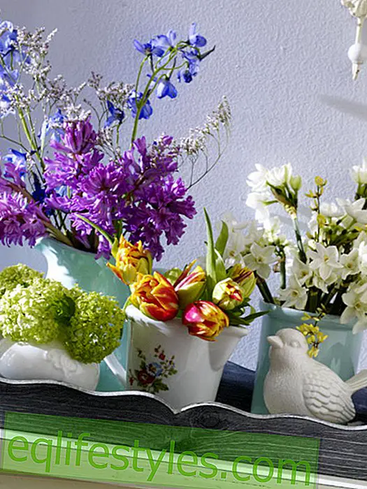 ζω: Δίσκος με διαφορετικές διατάξεις λουλουδιών