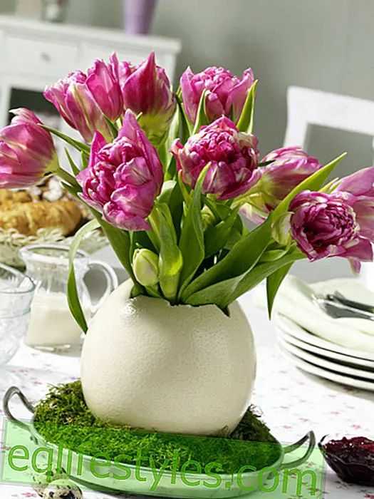 Œuf d'autruche avec bouquet de tulipes