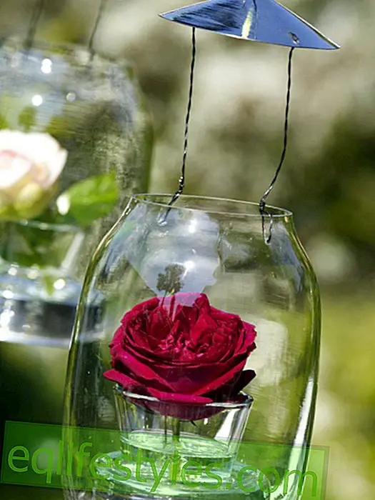 Lantern with roses