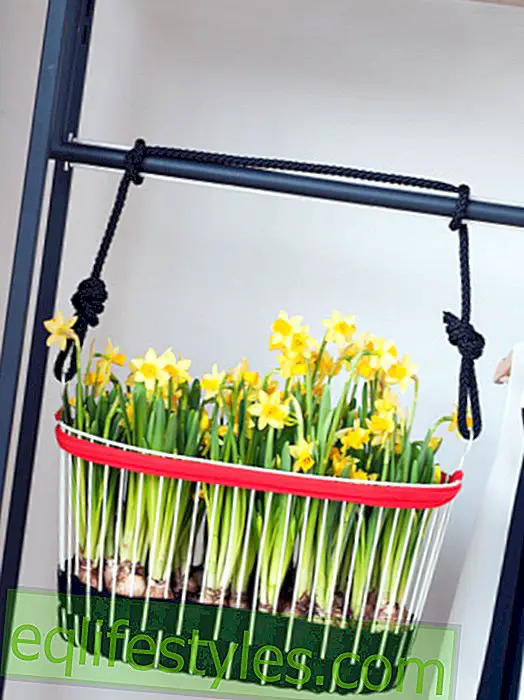 Hanging Daffodil Basket: It's that easy