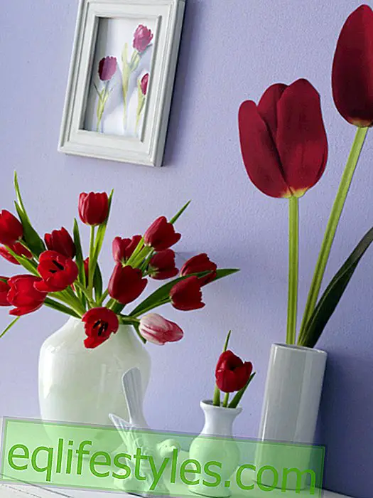 Duo from tulip bouquet and wallpaper
