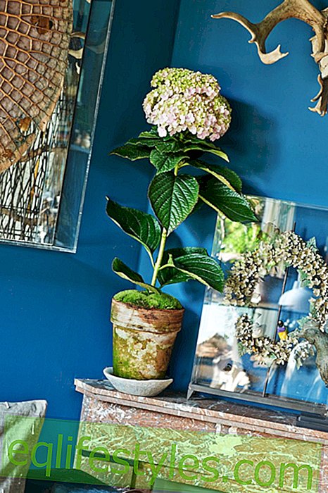 live - Spring beginning in January with the room hydrangea