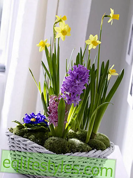Primrose, daffodils and hyacinth in the basket