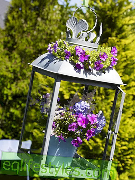 Pro letní festival: lucerna s květinami