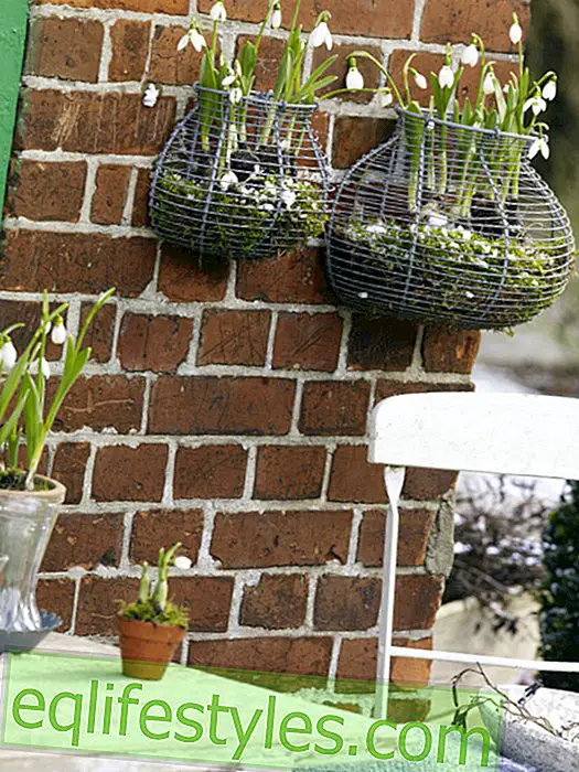 Wire baskets with snowdrops