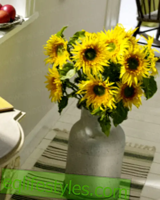 Sunflowers in the milk can