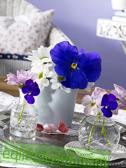 vivre - Violettes cornées dans des petits vases