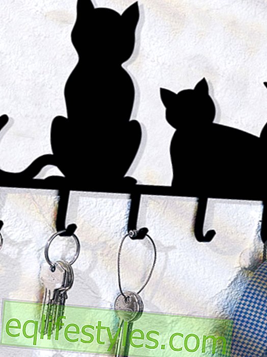 Meow!  Cute cat motifs on home accessories