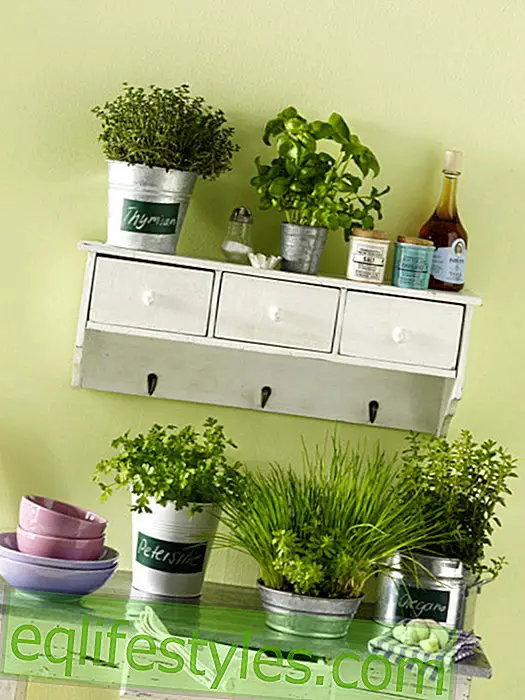 Decoration with herbs: planted in zinc pots