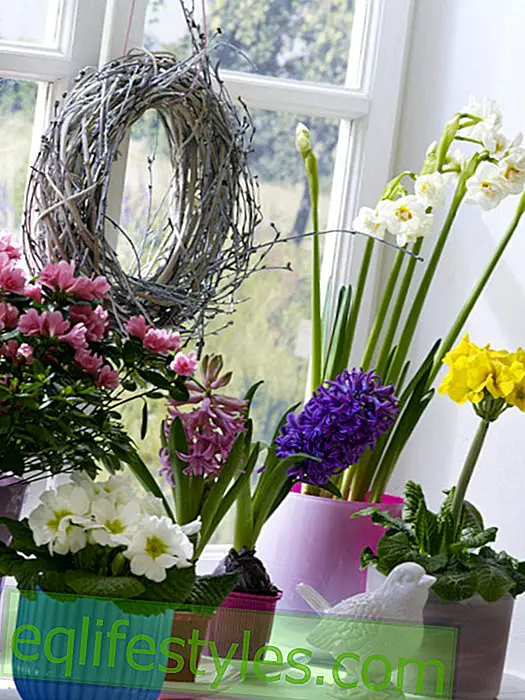 live - Spring flowers in colorful planters