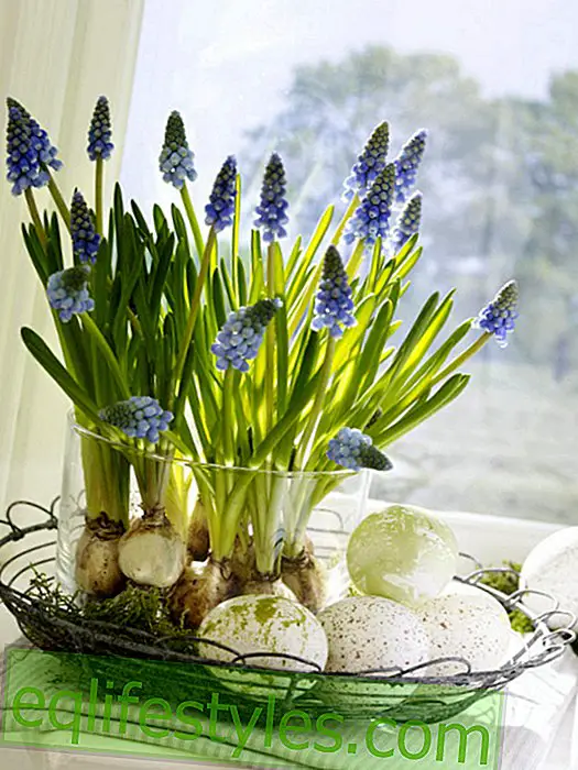 Perlové hyacinty ve skleněné nádobě