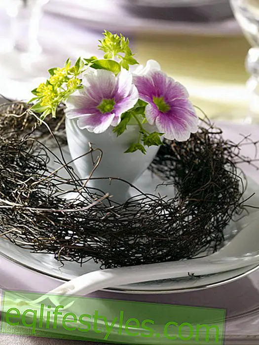 live - Eggcup with primroses and rabbit ear