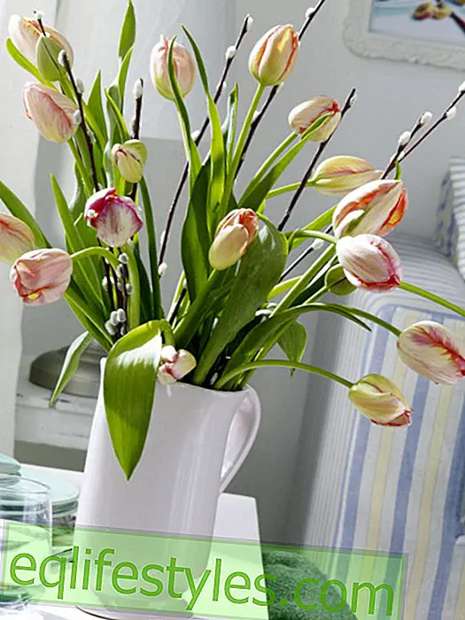 French tulips in the jug